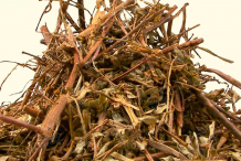 Dried-stone-breaker-herb