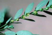 Flower-of-Stone-breaker-Herb
