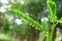 Fruit-of-Stone-breaker-herb