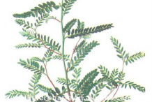 Plant-Illustration-of-Stone-breaker-herb
