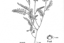 Sketch-of-Stone-Breaker-herb
