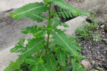 Whole-Stone-Breaker-Plant