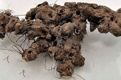Dried-roots-of-Stone-Root