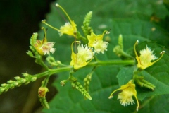 Flowers-of-Stone-Root