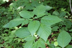 Leaves-of-Stone-Root