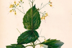 Plant-Illustration-of-Stone-Root
