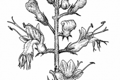 Sketch-of-Stone-Root