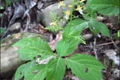 Stone-Root-plant