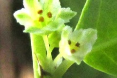 Closer-view-of-flowers-of-Stonebreaker-plant