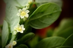 Flower-of-Stonebreaker-plant