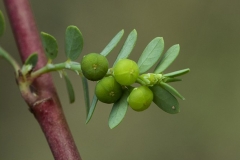Immature-fruits-of Stonebreaker-plant