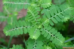 Leaves-of-Stonebreaker-plant