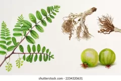 Plant-Illustration-of-Stonebreaker-plant