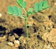 Sapling-of-stonebreaker-plant
