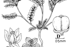 Sketch-of-Stonebreaker-plant