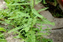 Stonebreaker-plant-growing-wild
