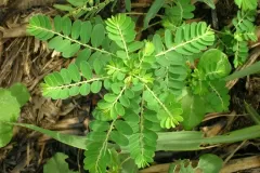 Stonebreaker-plant