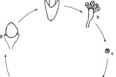 Life-cycle-of-Straw-Mushroom