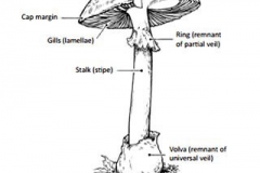 Sketch-of-Straw-Mushroom