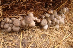 Straw-Mushroom-farming