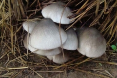 Straw-Mushroom-growing-wild