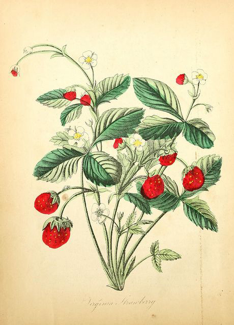 Illustration-of-Strawberries-plant