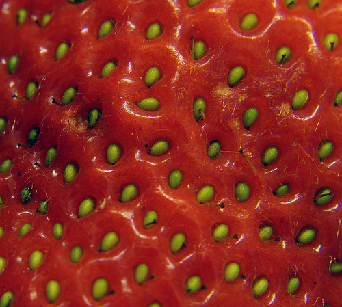 Seeds of Strawberries