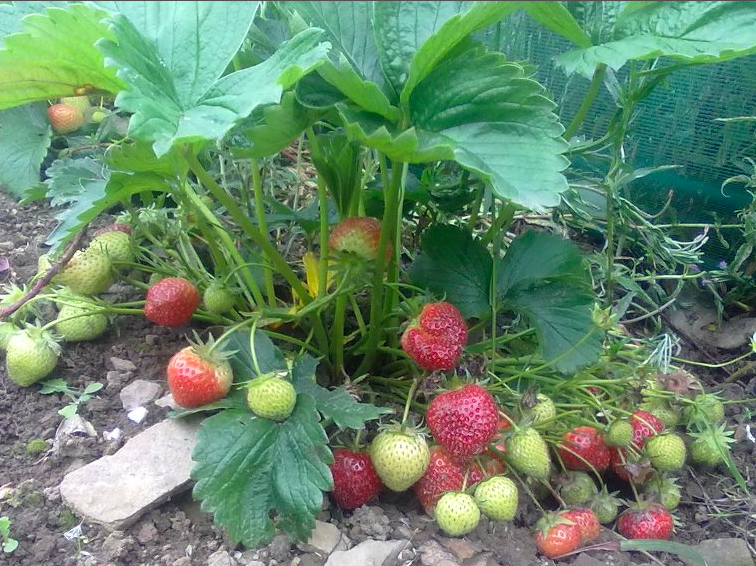 Strawberries in the plant