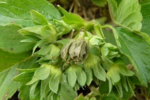 Flower bud of Strawberries