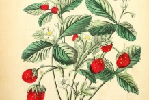 Illustration-of-Strawberries-plant