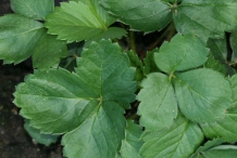 Leaves of Strawberries