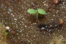 Seedlings of Strawberries