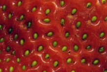 Seeds of Strawberries