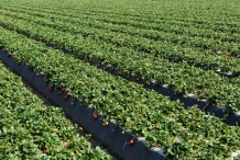 Strawberries farm