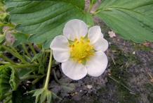 Strawberries flower