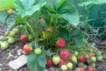 Strawberries in the plant