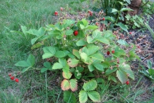 Strawberries plant