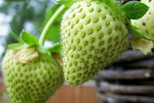 Unripe Strawberries
