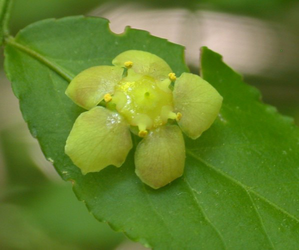 Closer-view-of-Flower-of-Strawberry-Bush