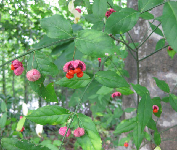 Mature-fruits-of-Strawberry-Bush-on--the-plant