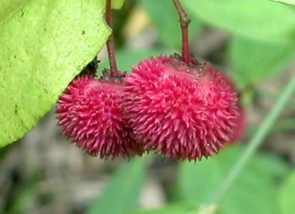 Mature-fruits-of-Strawberry-Bush