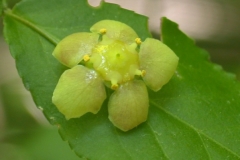 Closer-view-of-Flower-of-Strawberry-Bush
