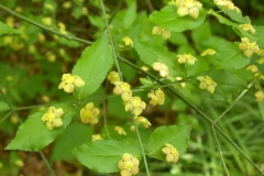 Flowers-of-Strawberry-Bush
