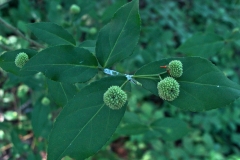 Immature-fruits-of-Strawberry-Bush