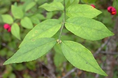 Leaves-of-Strawberry-Bush