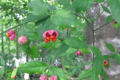 Mature-fruits-of-Strawberry-Bush-on--the-plant