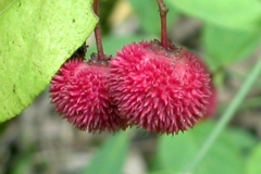 Mature-fruits-of-Strawberry-Bush
