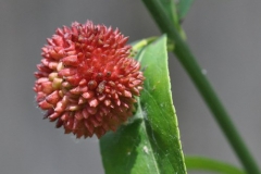 Maturing-fruit-of-Strawberry-Bush