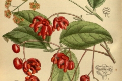 Plant-Illustration-of-Strawberry-Bush