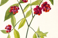 Sketch-of-Strawberry-Bush